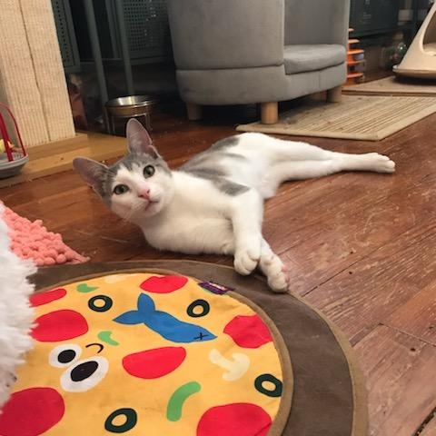 Syd, a Adoptable Domestic Short Hair in Brooklyn, NY image 3/6