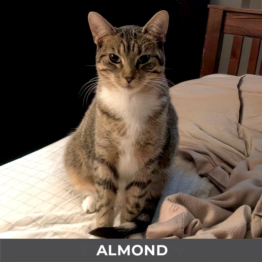 Enlarge Almond, a ADOPTABLE Domestic Short Hair in Etobicoke, ON image 3/4