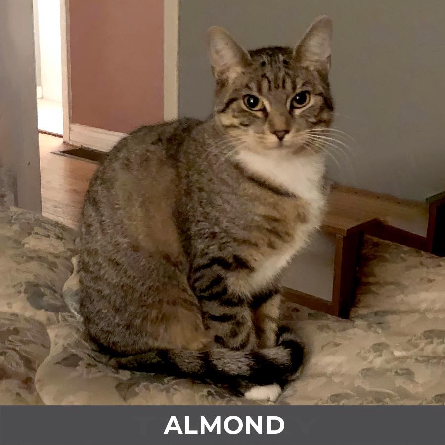 Enlarge Almond, a ADOPTABLE Domestic Short Hair in Etobicoke, ON image 2/4
