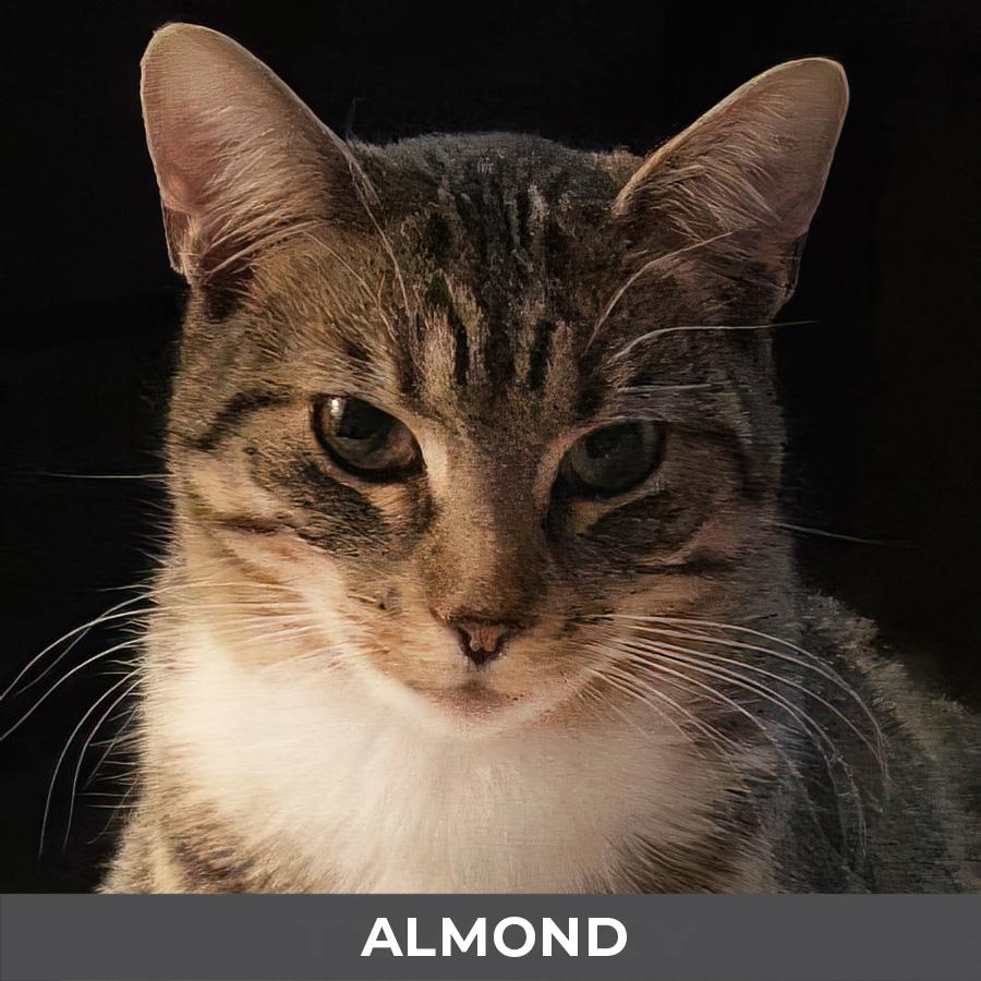 Enlarge Almond, a ADOPTABLE Domestic Short Hair in Etobicoke, ON image 4/4