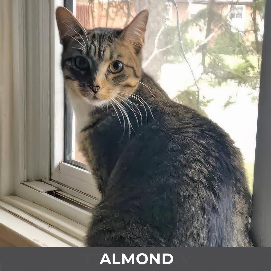 Enlarge Almond, a ADOPTABLE Domestic Short Hair in Etobicoke, ON image 1/4