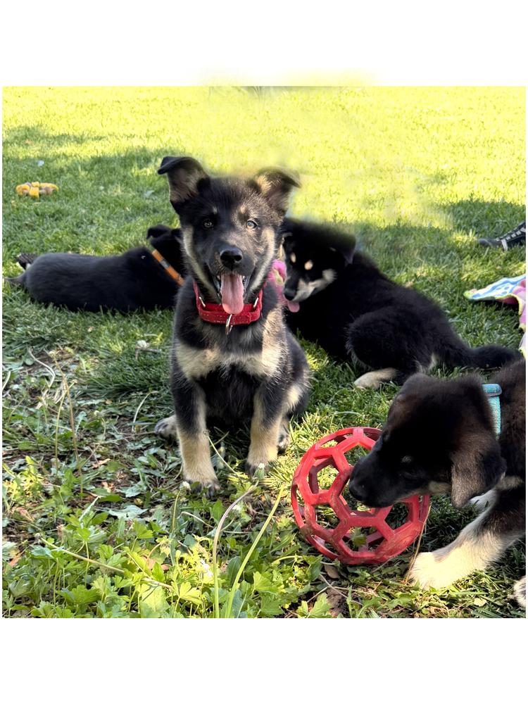 Puppy Diva, Adoptable, Puppy Female German Shepherd Dog.