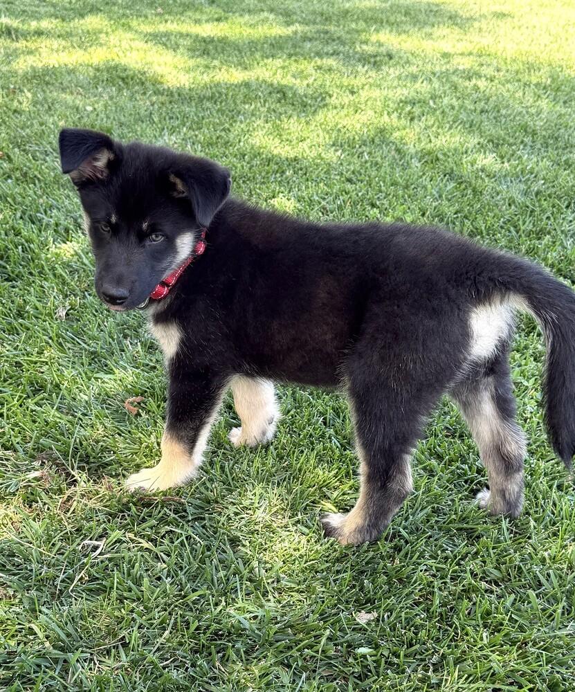 Enlarge Puppy Diva, a Adoptable mixed breed in Fulton, CA image 2/4