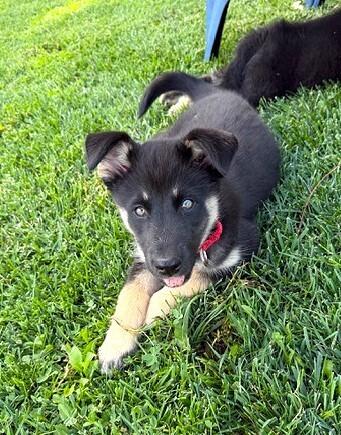 Enlarge Puppy Diva, a Adoptable mixed breed in Fulton, CA image 3/4