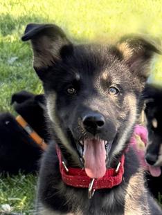 Enlarge Puppy Diva, a Adoptable mixed breed in Fulton, CA image 4/4