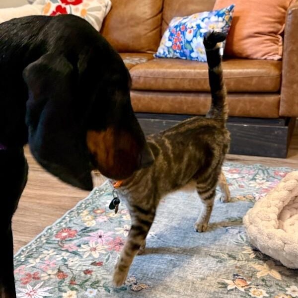 Enlarge Dolly Parton, a Adoptable Black and Tan Coonhound in Friendswood, TX image 5/6