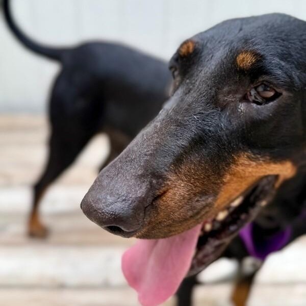 Enlarge Dolly Parton, a Adoptable Black and Tan Coonhound in Friendswood, TX image 3/6