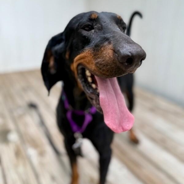 Enlarge Dolly Parton, a Adoptable Black and Tan Coonhound in Friendswood, TX image 2/6