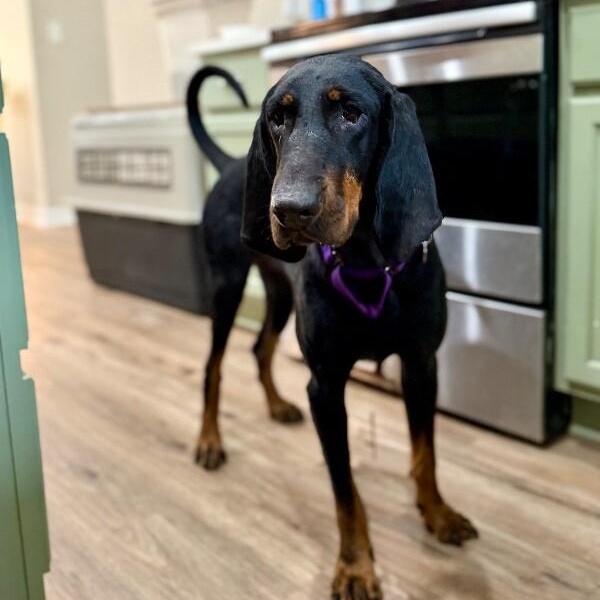 Dolly Parton, Adoptable, Adult Female Black and Tan Coonhound.