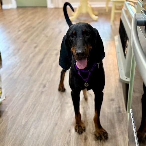 Enlarge Dolly Parton, a Adoptable Black and Tan Coonhound in Friendswood, TX image 4/6
