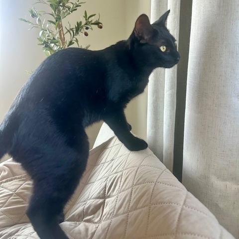 Janina, Adoptable, Young Female Domestic Short Hair.