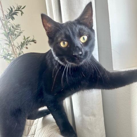 Enlarge Janina, a Adoptable Domestic Short Hair in Garden Grove, CA image 2/3