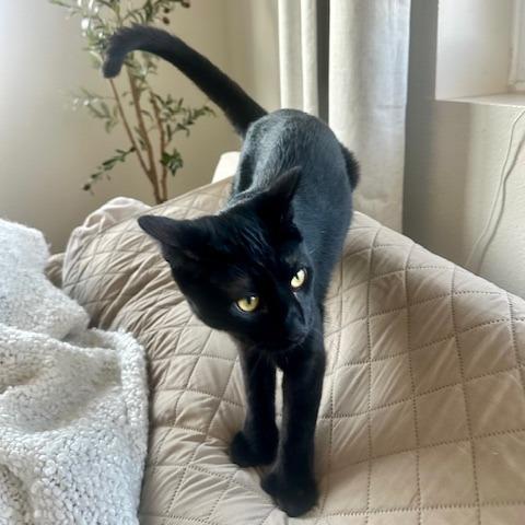 Enlarge Janina, a Adoptable Domestic Short Hair in Garden Grove, CA image 3/3