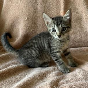 Messi, adopted, Kitten Male Domestic Short Hair.