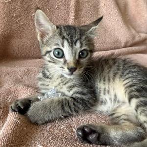 Messi, an adopted Domestic Short Hair in Lauderhill, FL image 2/2