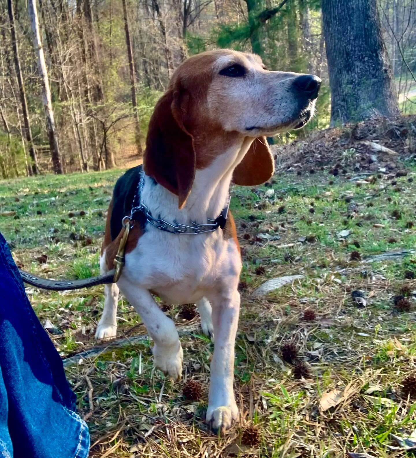 Enlarge Henrietta, an adopted Beagle in Raleigh, NC image 3/3