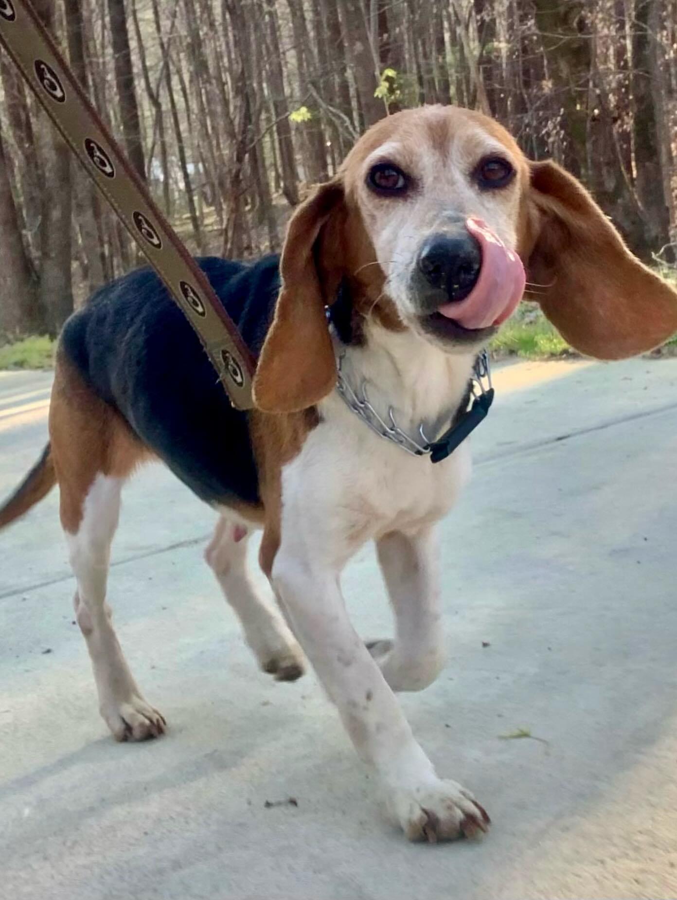 Enlarge Henrietta, an adopted Beagle in Raleigh, NC image 2/3