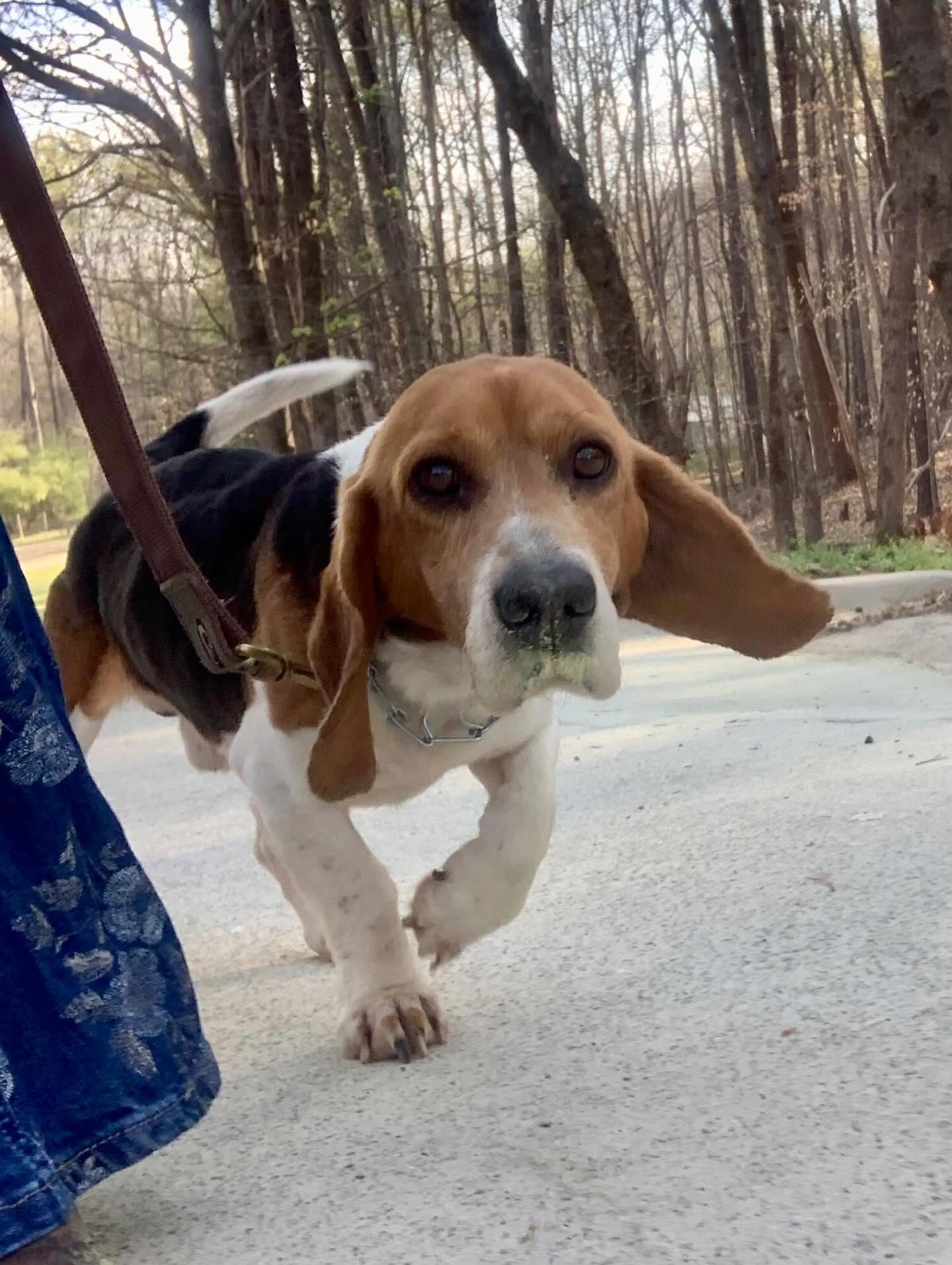Enlarge Henrietta, an adopted Beagle in Raleigh, NC image 1/3