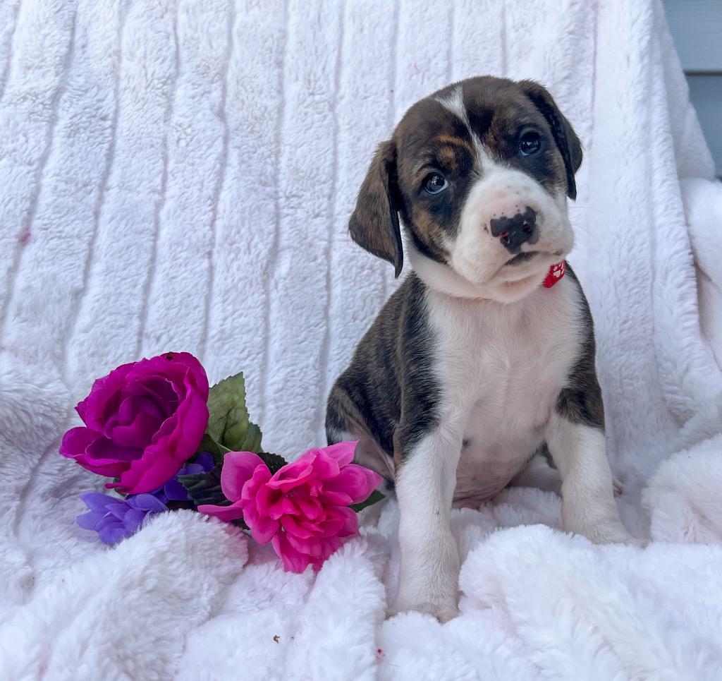 Walter, a Adoptable mixed breed in Murray, KY image 2/2
