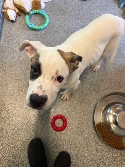 Dipper, adopted, Young Male Bulldog.