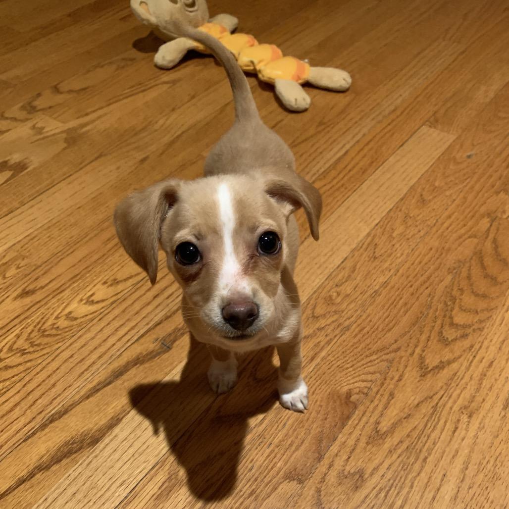 Rose, Adoptable, Puppy Female Chihuahua & Beagle.