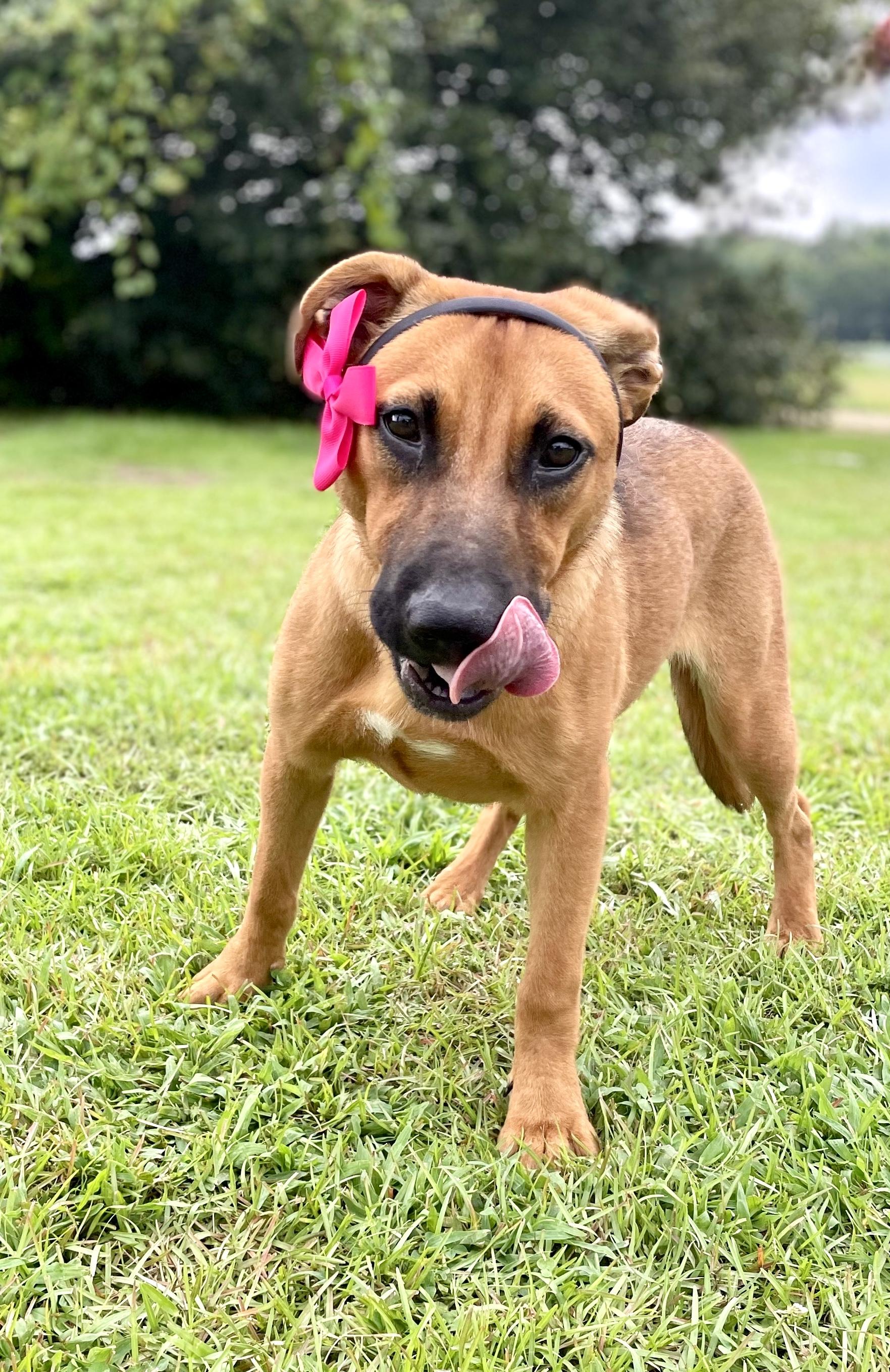 Enlarge Zilly, a Adoptable mixed breed in South Portland, ME image 4/6