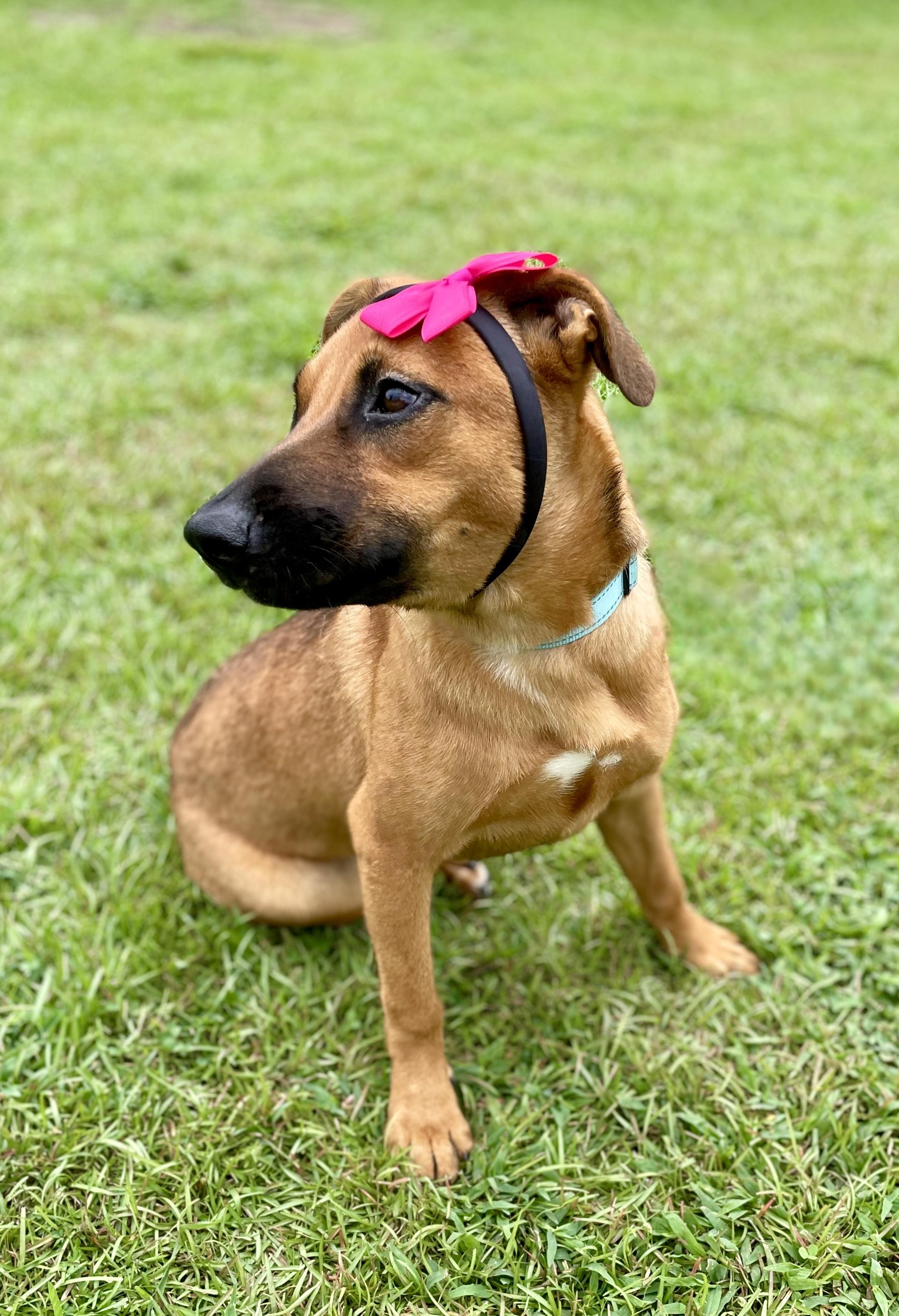 Enlarge Zilly, a Adoptable mixed breed in South Portland, ME image 5/6