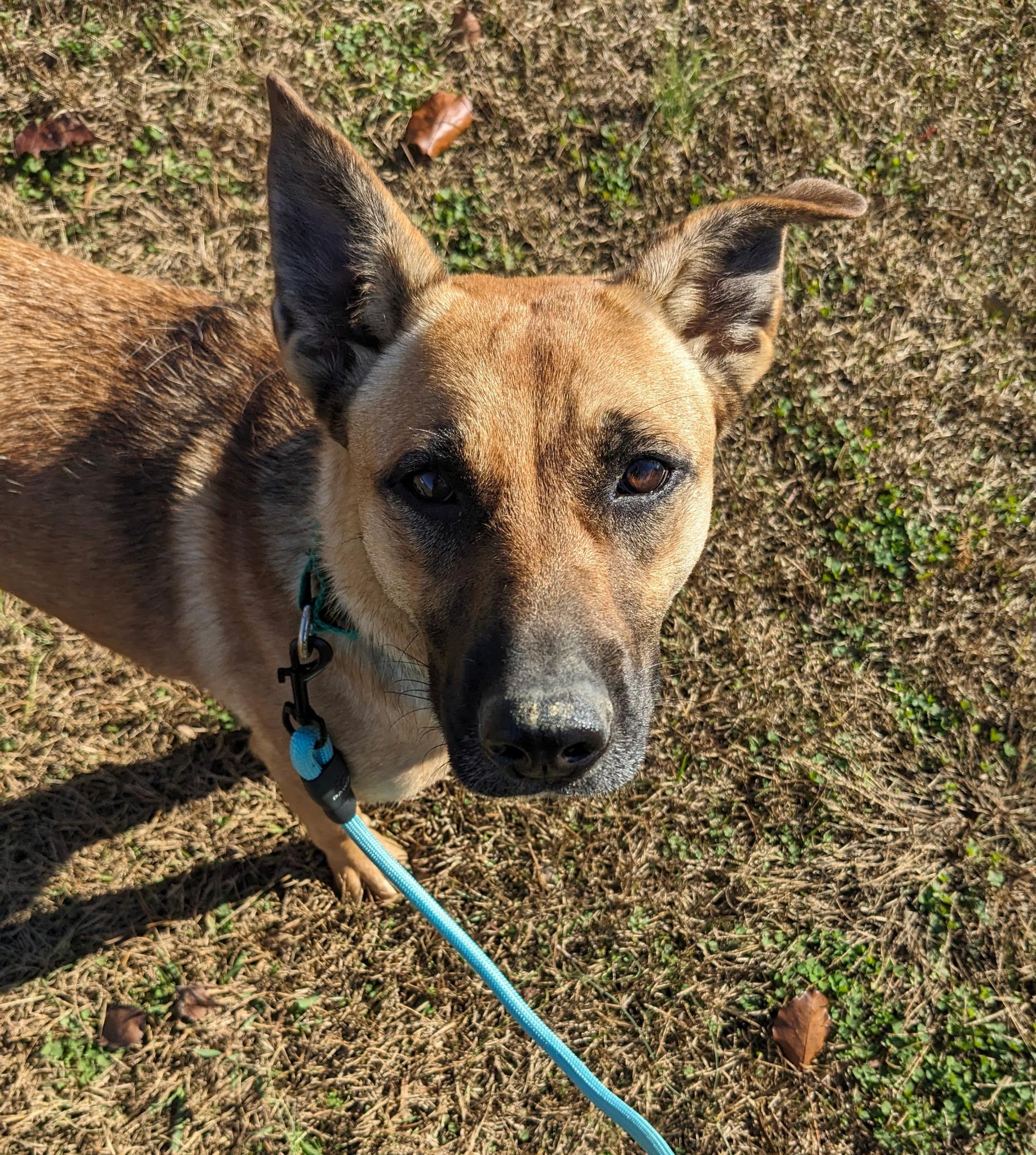Enlarge Zilly, a Adoptable mixed breed in South Portland, ME image 2/6