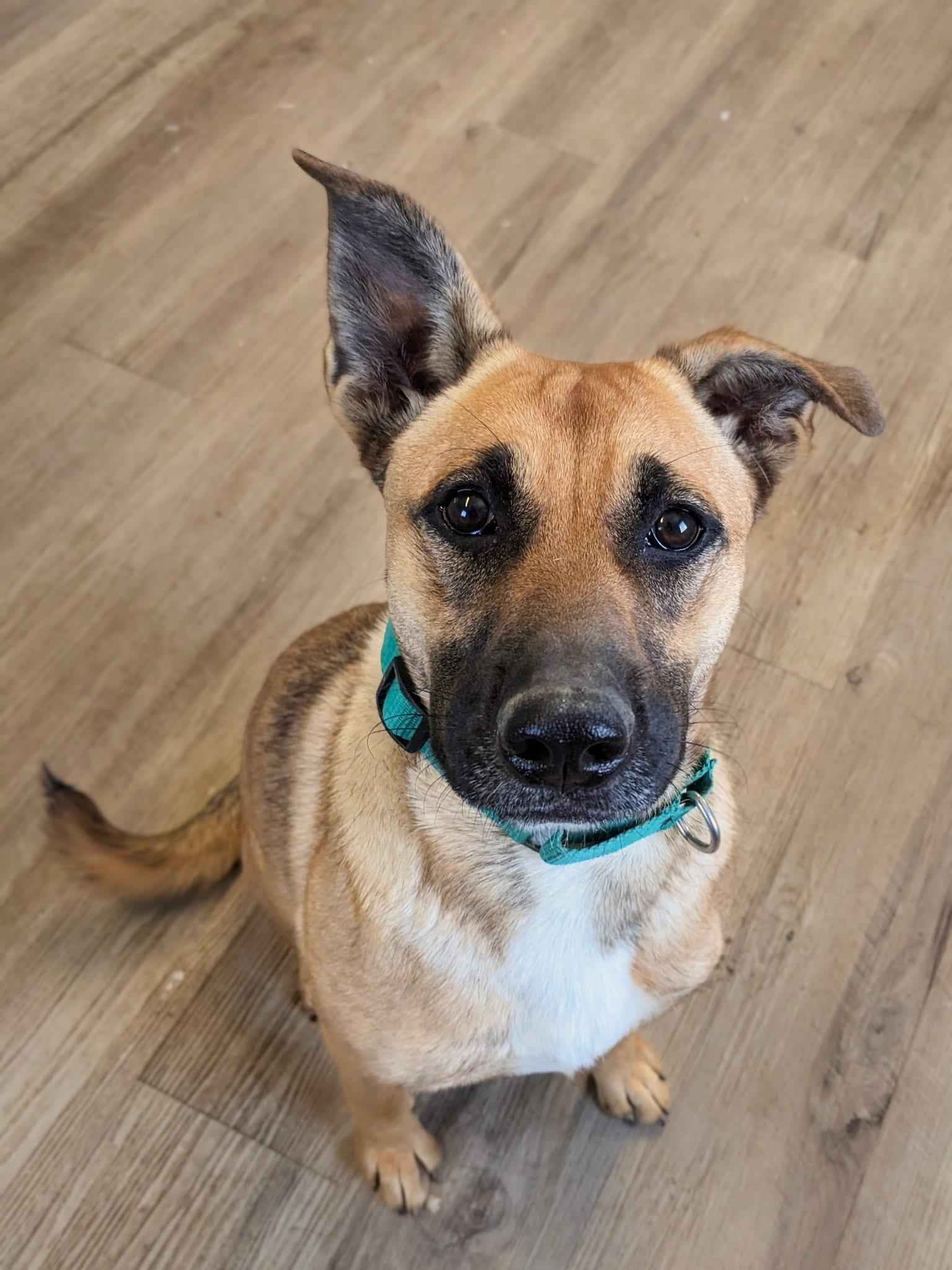 Enlarge Zilly, a Adoptable mixed breed in South Portland, ME image 1/6