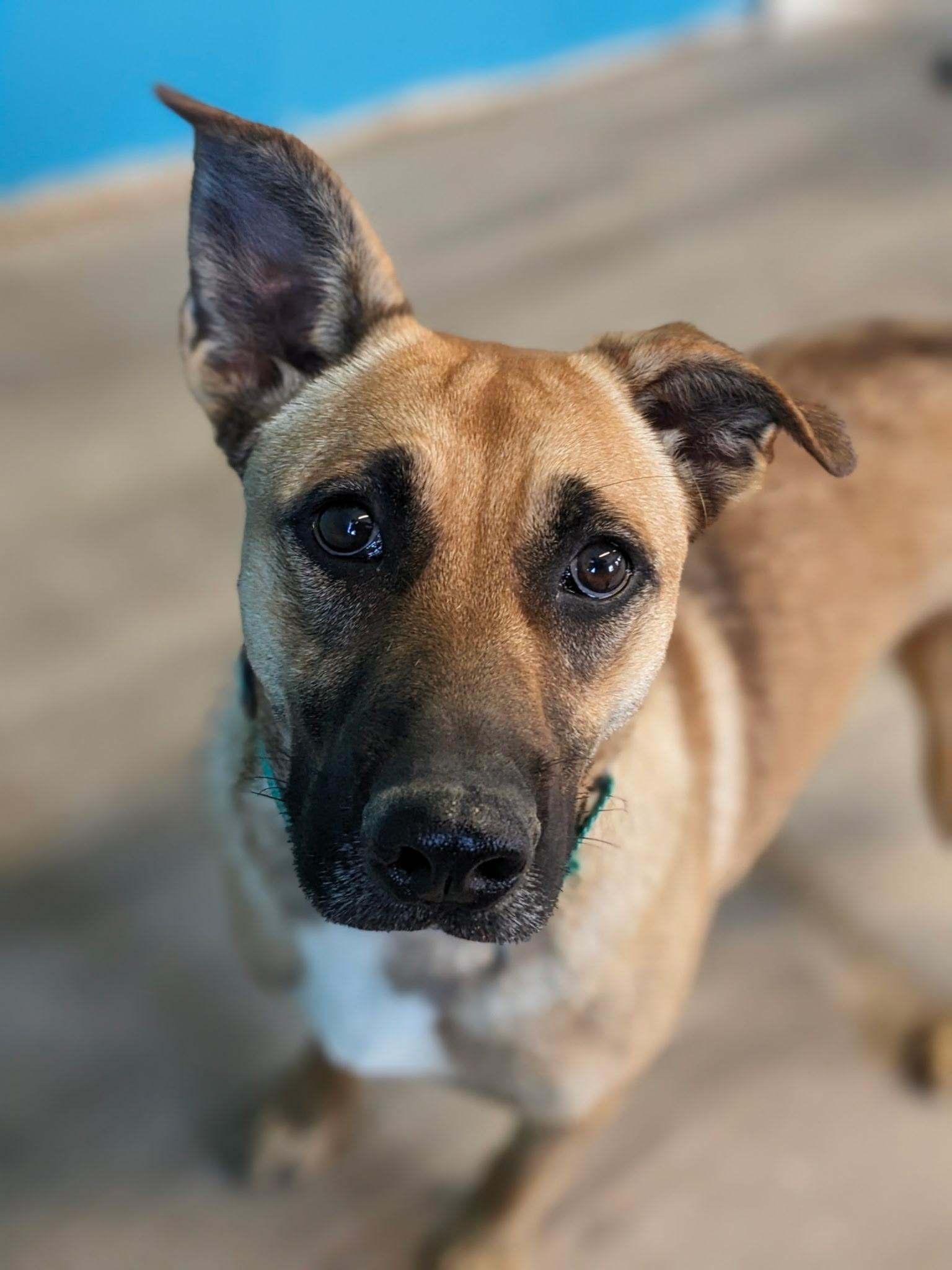 Enlarge Zilly, a Adoptable mixed breed in South Portland, ME image 3/6