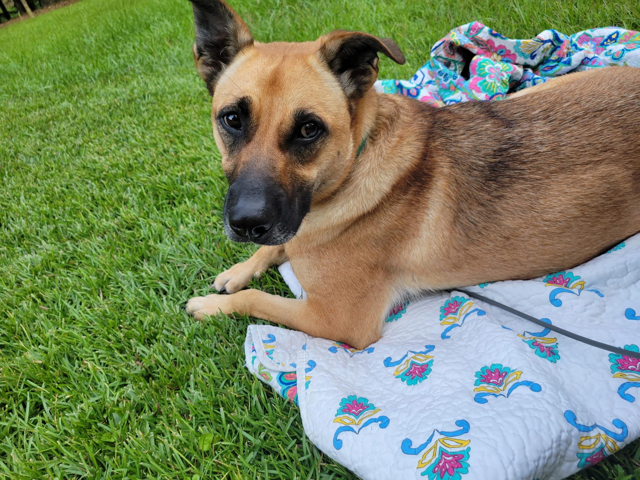 Zilly SS, an adoptable mixed breed in South Portland, ME image 3/6