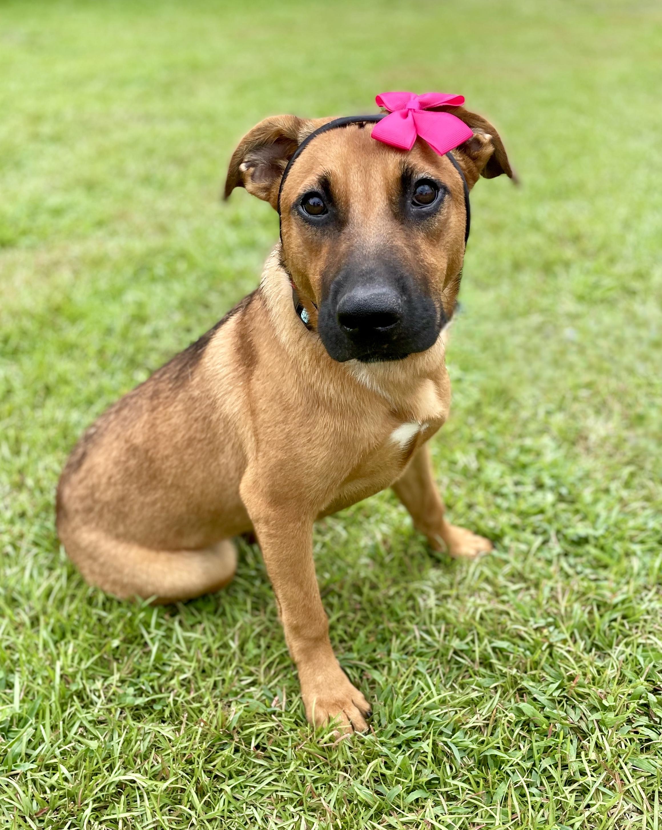 Enlarge Zilly, a Adoptable mixed breed in South Portland, ME image 6/6
