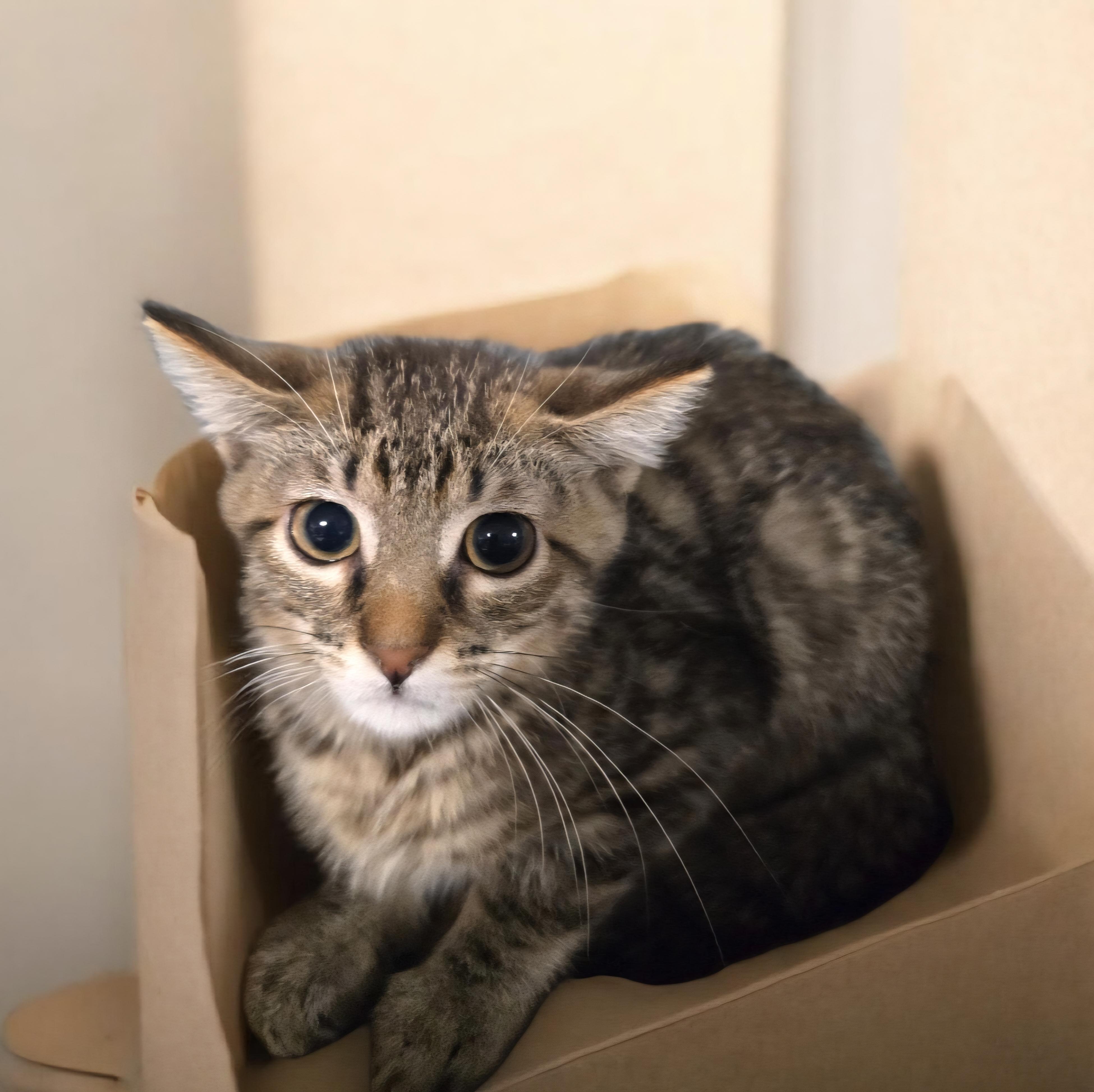 Barnaby, ADOPTABLE, Kitten Male Tabby & Domestic Medium Hair.