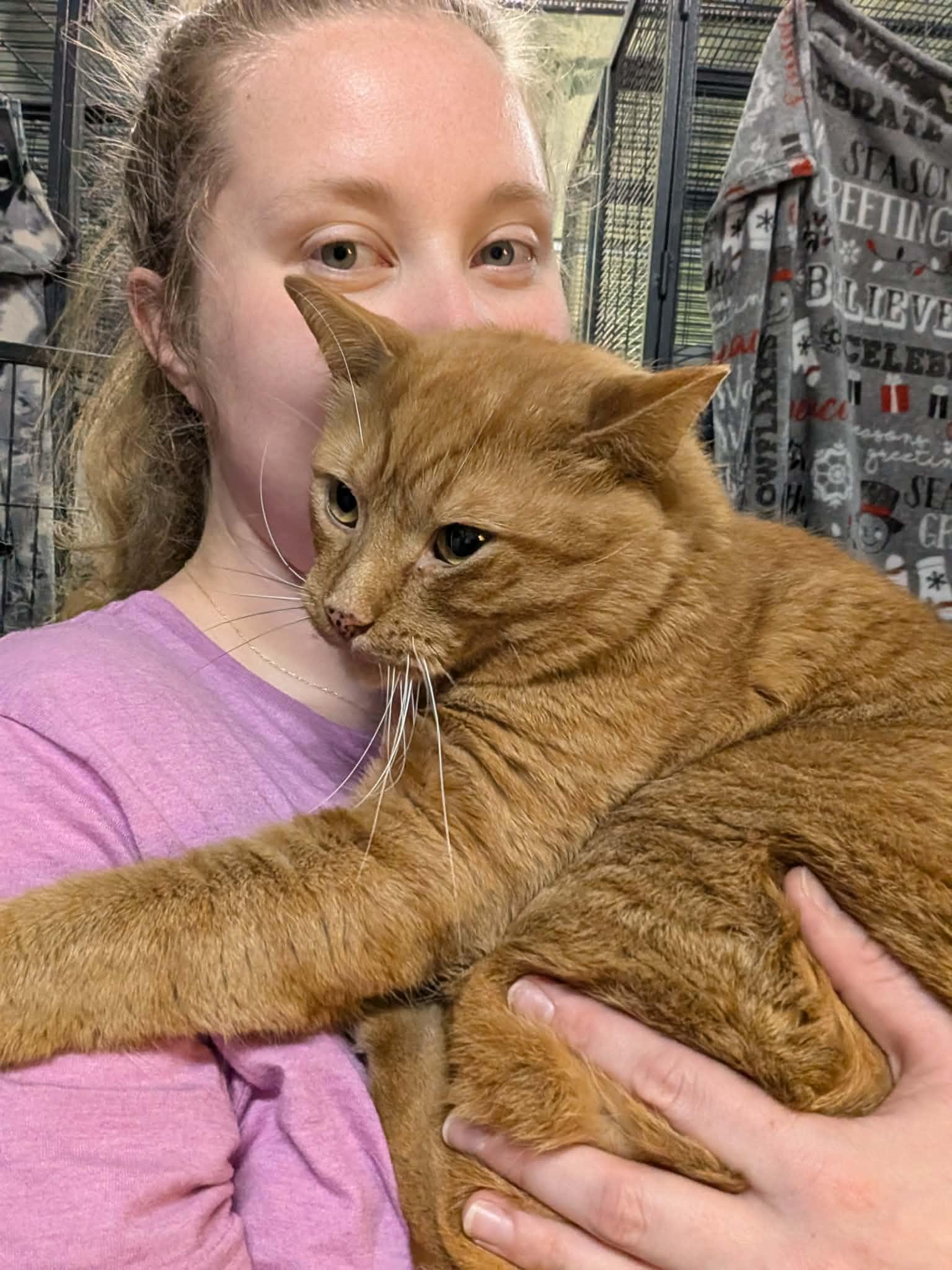 Enlarge O.J., a Adoptable Domestic Short Hair in Tillsonburg, ON image 6/6