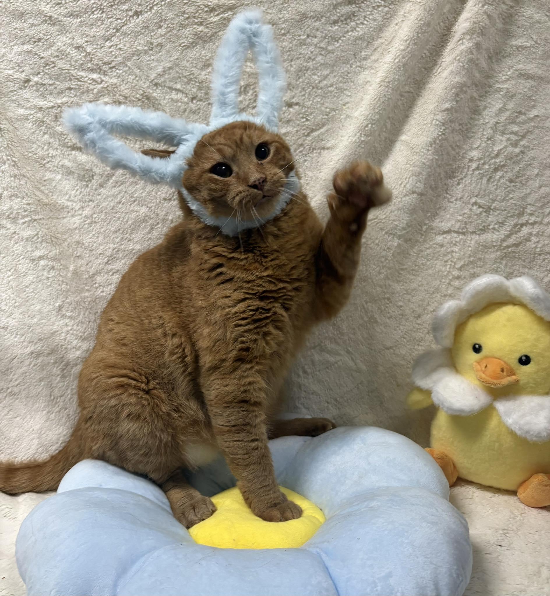 O.J., Adoptable, Adult Male Domestic Short Hair.