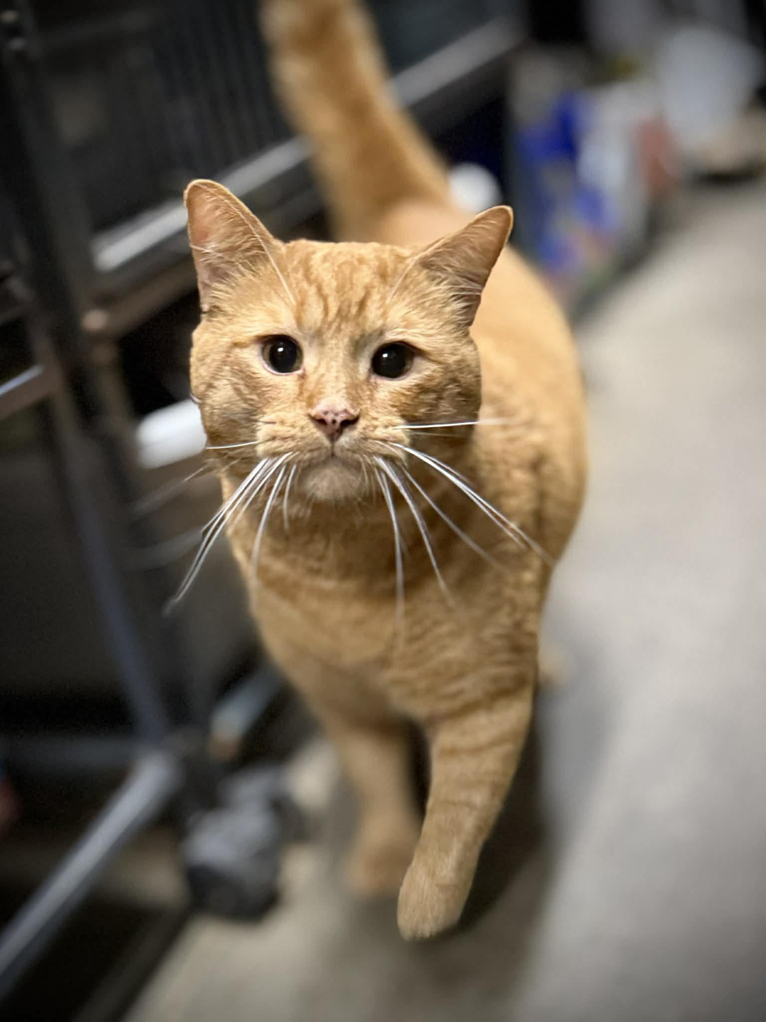 Enlarge O.J., a Adoptable Domestic Short Hair in Tillsonburg, ON image 3/6