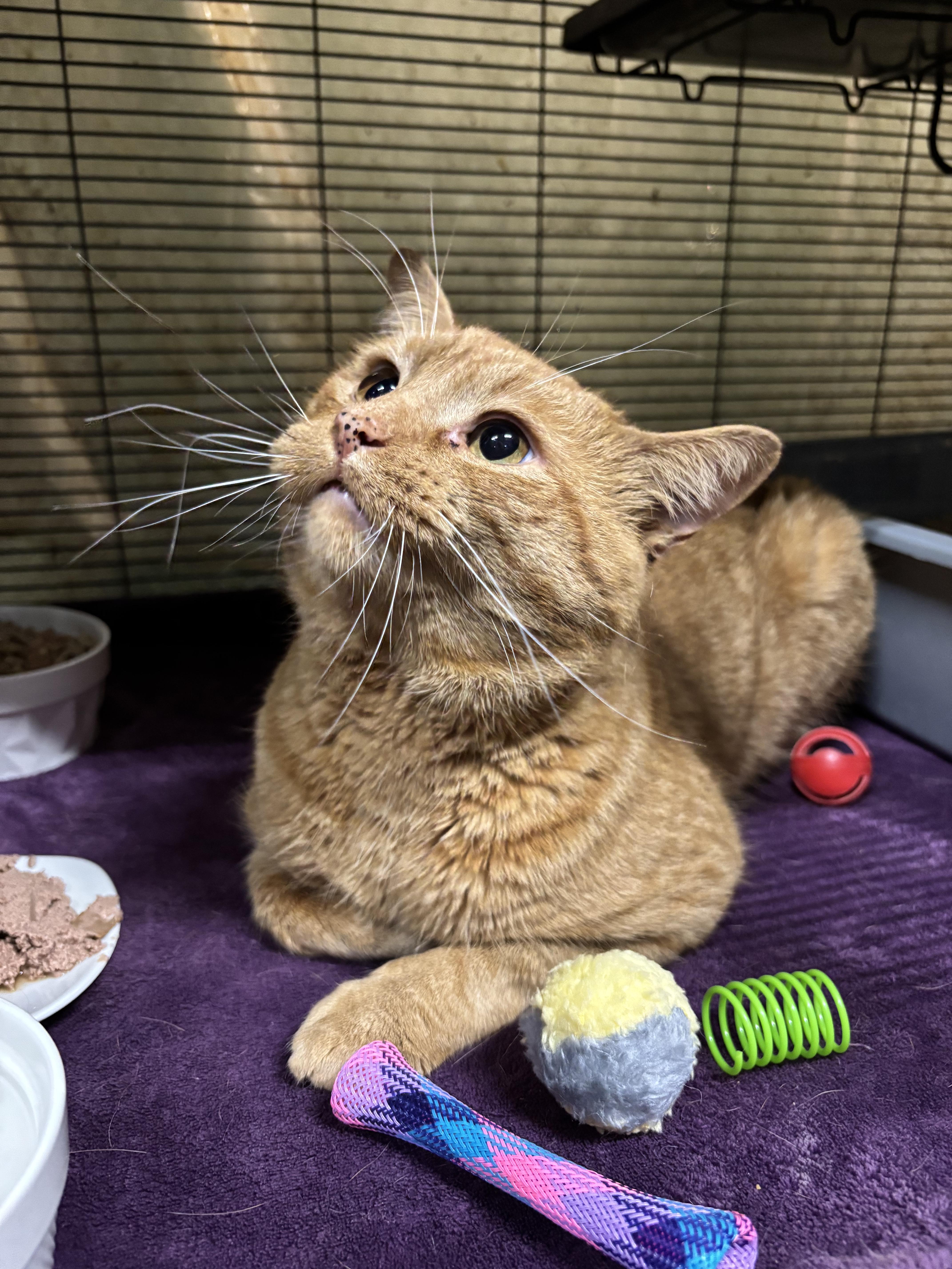 Enlarge O.J., a Adoptable Domestic Short Hair in Tillsonburg, ON image 4/6