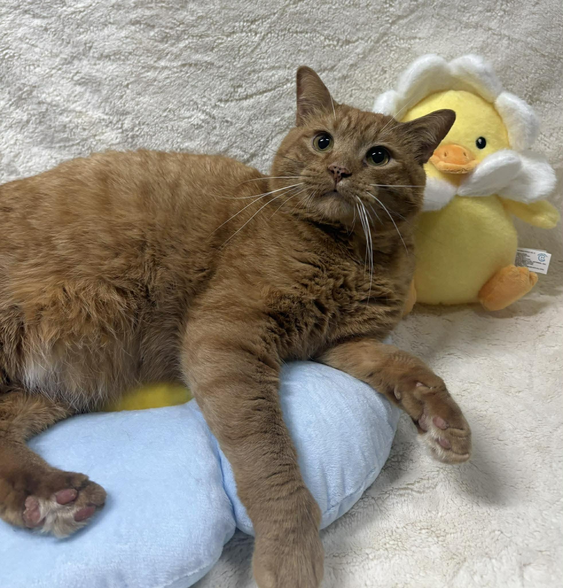 Enlarge O.J., a Adoptable Domestic Short Hair in Tillsonburg, ON image 2/6