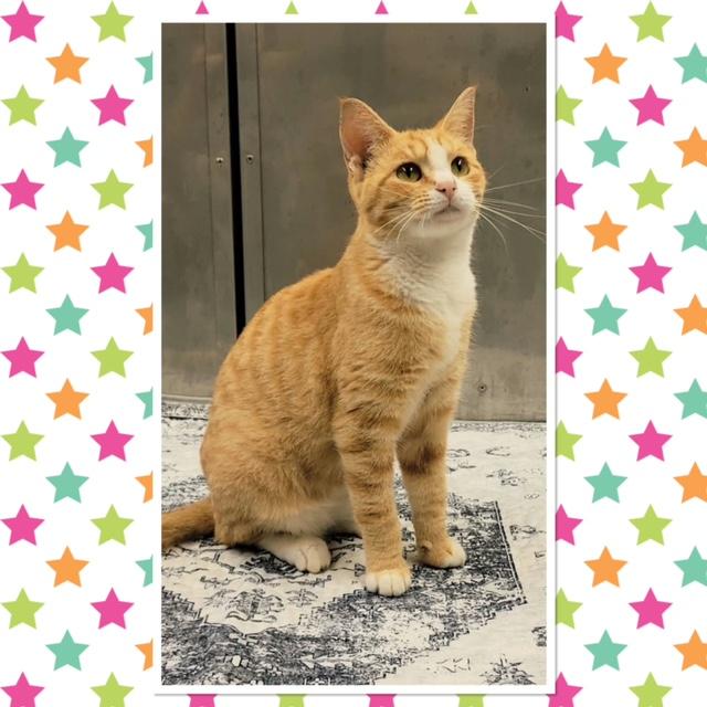 PUMPKIN, Adoptable, Kitten Male Domestic Short Hair.