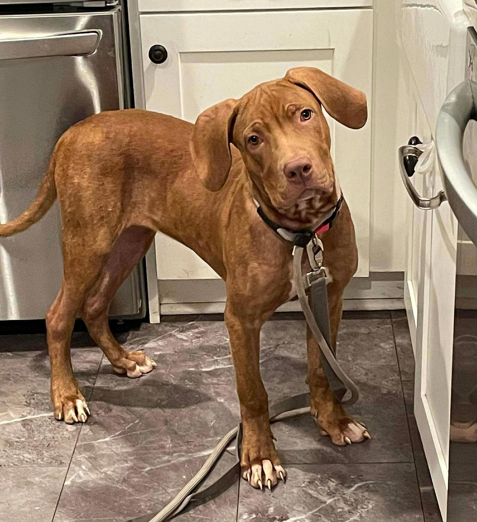 Reba, Adoptable, Young Female Vizsla & Terrier.