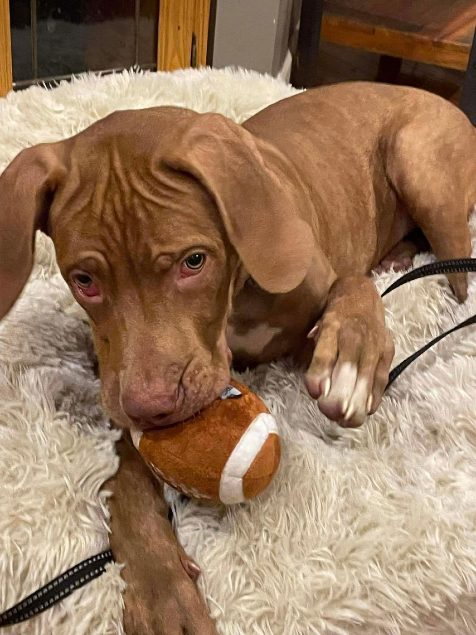 Enlarge Reba, a Adoptable mixed breed in Elgin, IL image 3/3