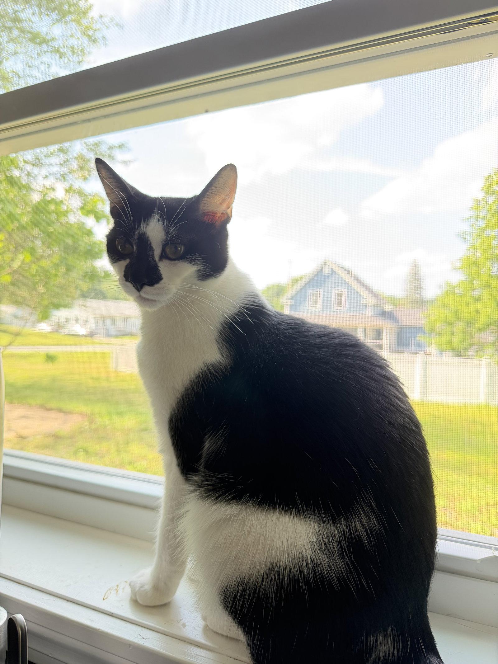 Gin Gin, Adoptable, Young Female Domestic Short Hair.