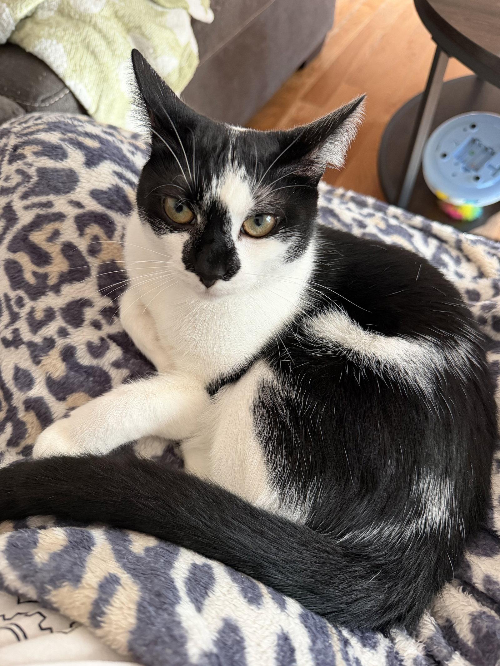 Gin Gin, a Adoptable Domestic Short Hair in East Derry, NH image 2/3