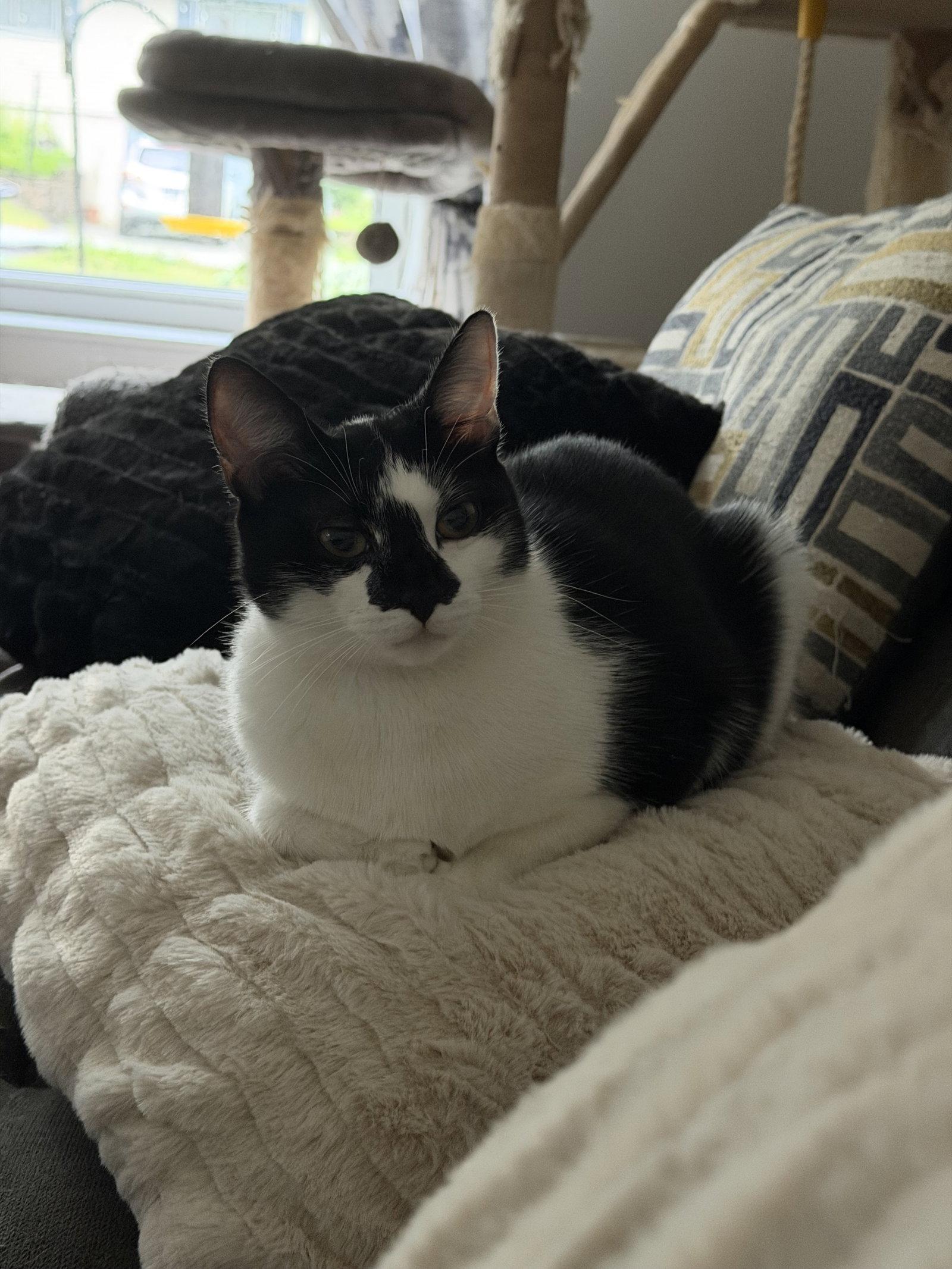 Gin Gin, Adoptable, Young Female Domestic Short Hair.