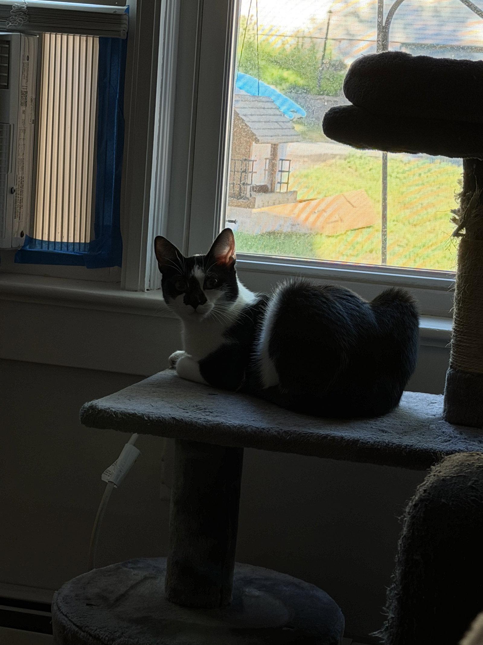 Enlarge Gin Gin, a Adoptable Domestic Short Hair in East Derry, NH image 2/2