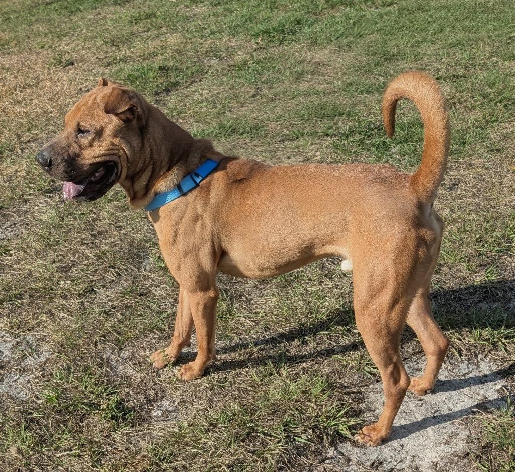 Pringles-Shar Pei Boy!, a Adoptable Shar-Pei in Fort Myers, FL image 1/6