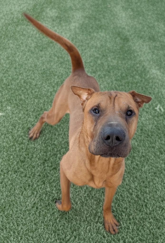 Pringles-Shar Pei Boy!, a Adoptable Shar-Pei in Fort Myers, FL image 3/6