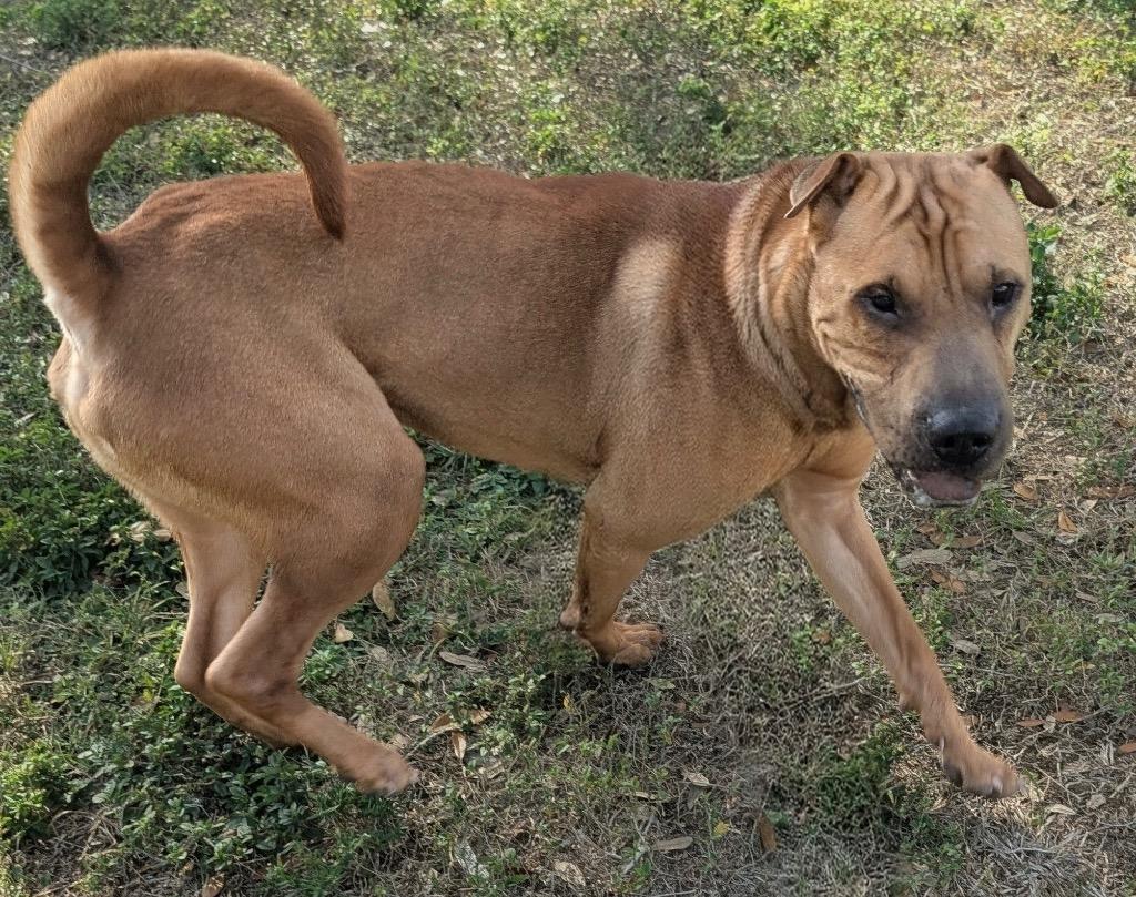 Pringles-Shar Pei Boy!, a Adoptable Shar-Pei in Fort Myers, FL image 4/6