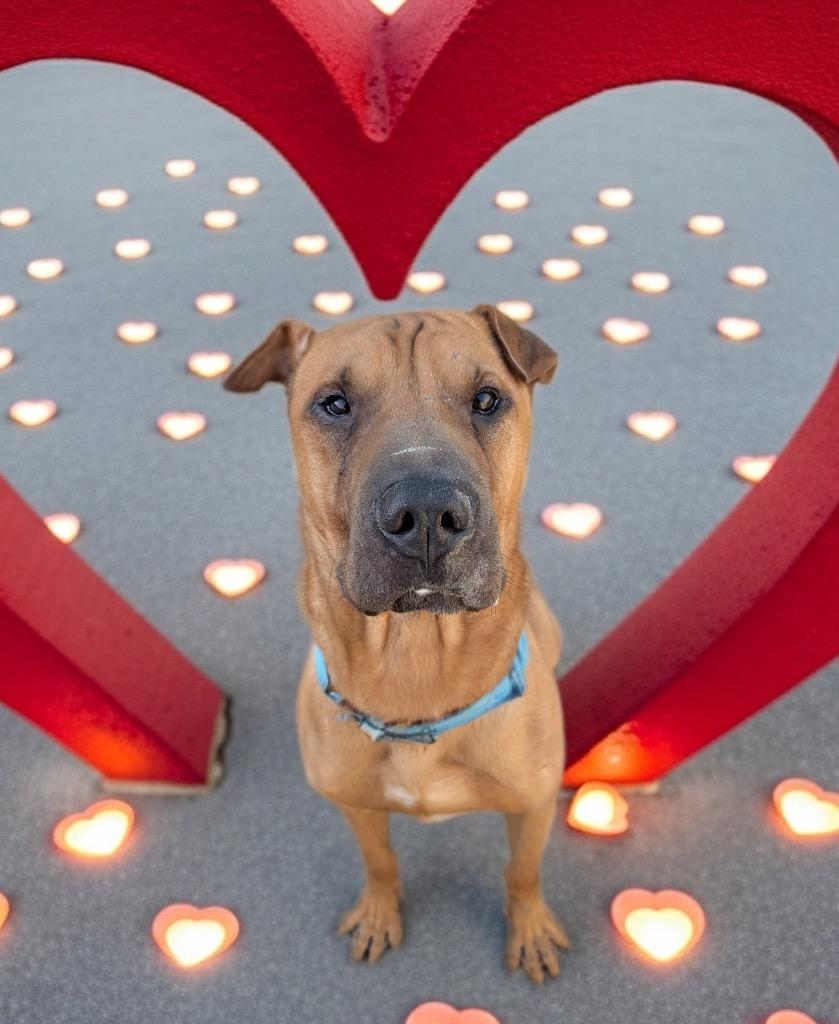 Pringles-Shar Pei Boy!, a Adoptable Shar-Pei in Fort Myers, FL image 5/6