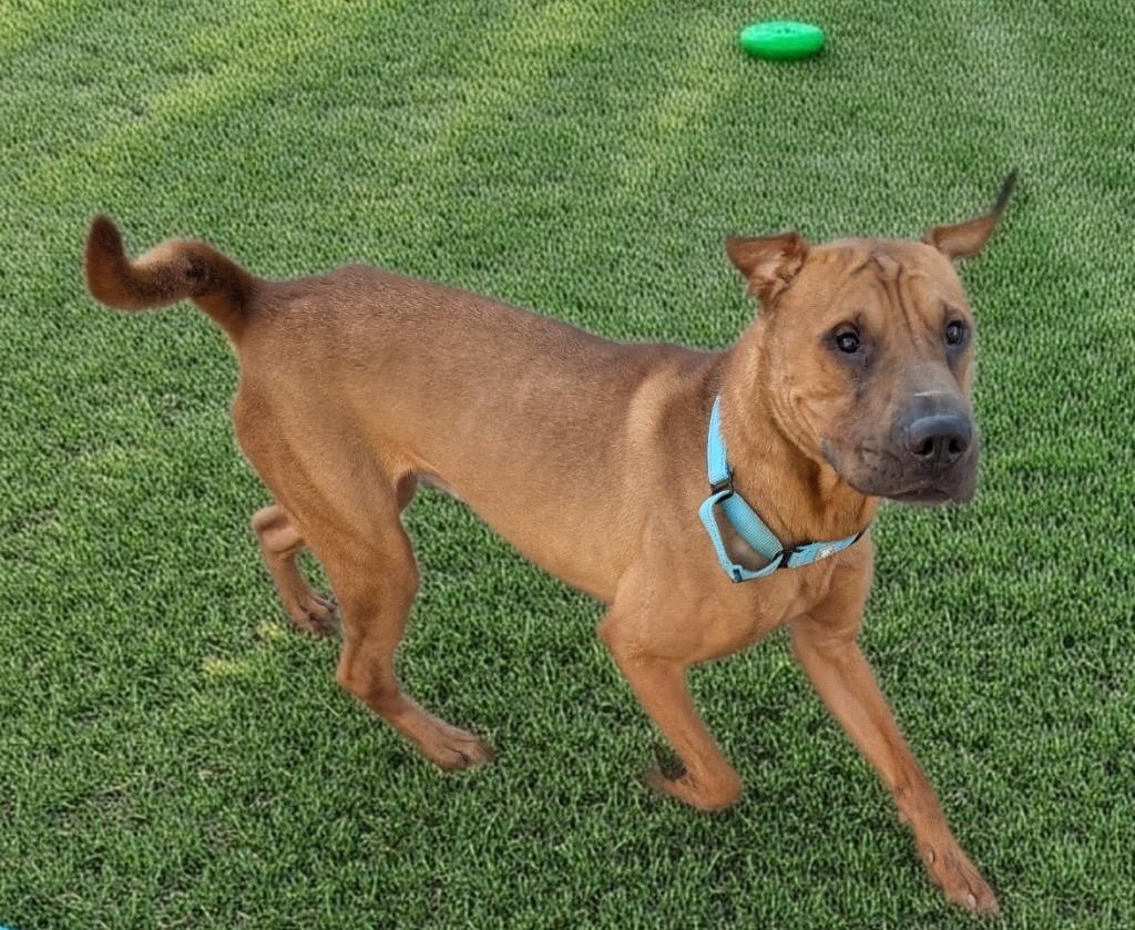 Pringles-Shar Pei Boy!, a Adoptable Shar-Pei in Fort Myers, FL image 6/6